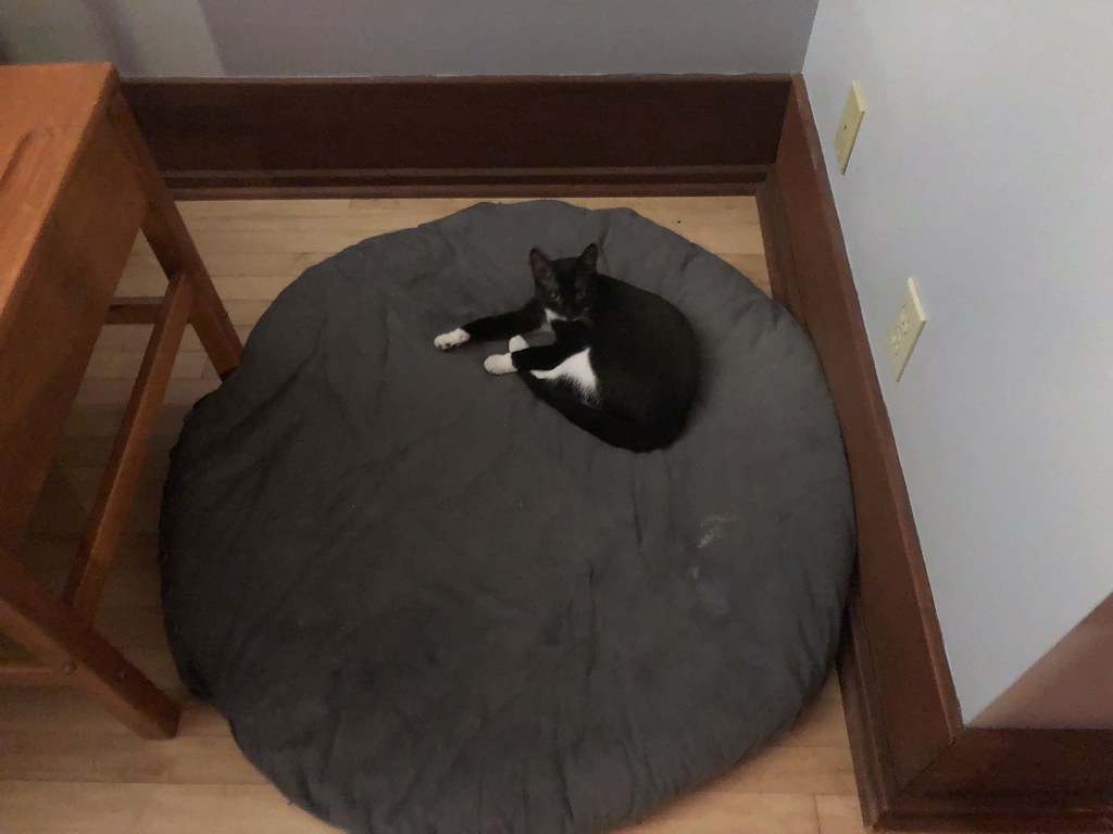 How We Choose Our Products (A Cat Sits On Them)