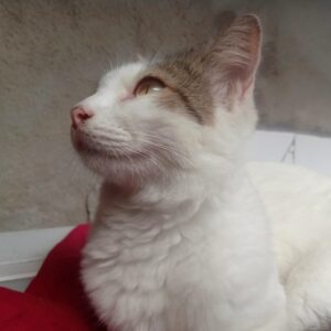 A cat, illustrating Walking Harness Set